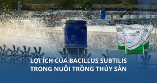 Lợi ích của Bacillus Subtilis trong nuôi trồng thủy sản
